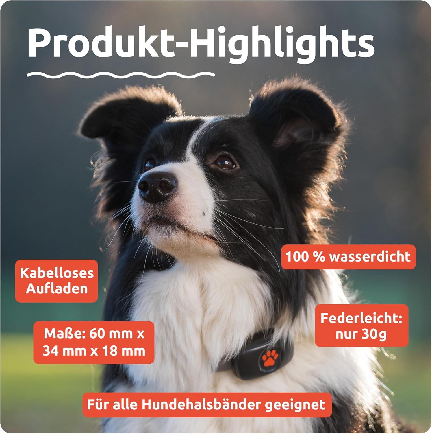 PitPat GPS Tracker für Hunde ohne ABO Gebühren Satellitenortung mit unbegrenzter Reichweite – Haustier Live Aktivitätstracking – Wasserdicht – für alle Hunde geeignet – Passt an jedes Hundehalsband
